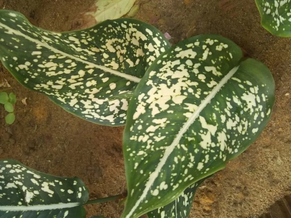 Blad af Aglaonema costatum