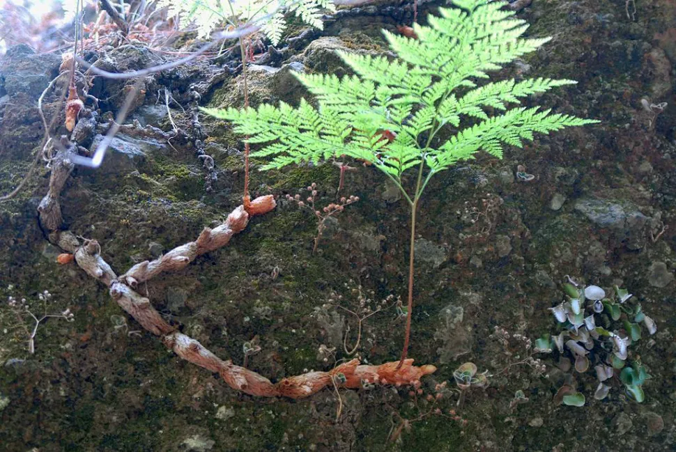 Fronda e rizomi di Davallia canariensis