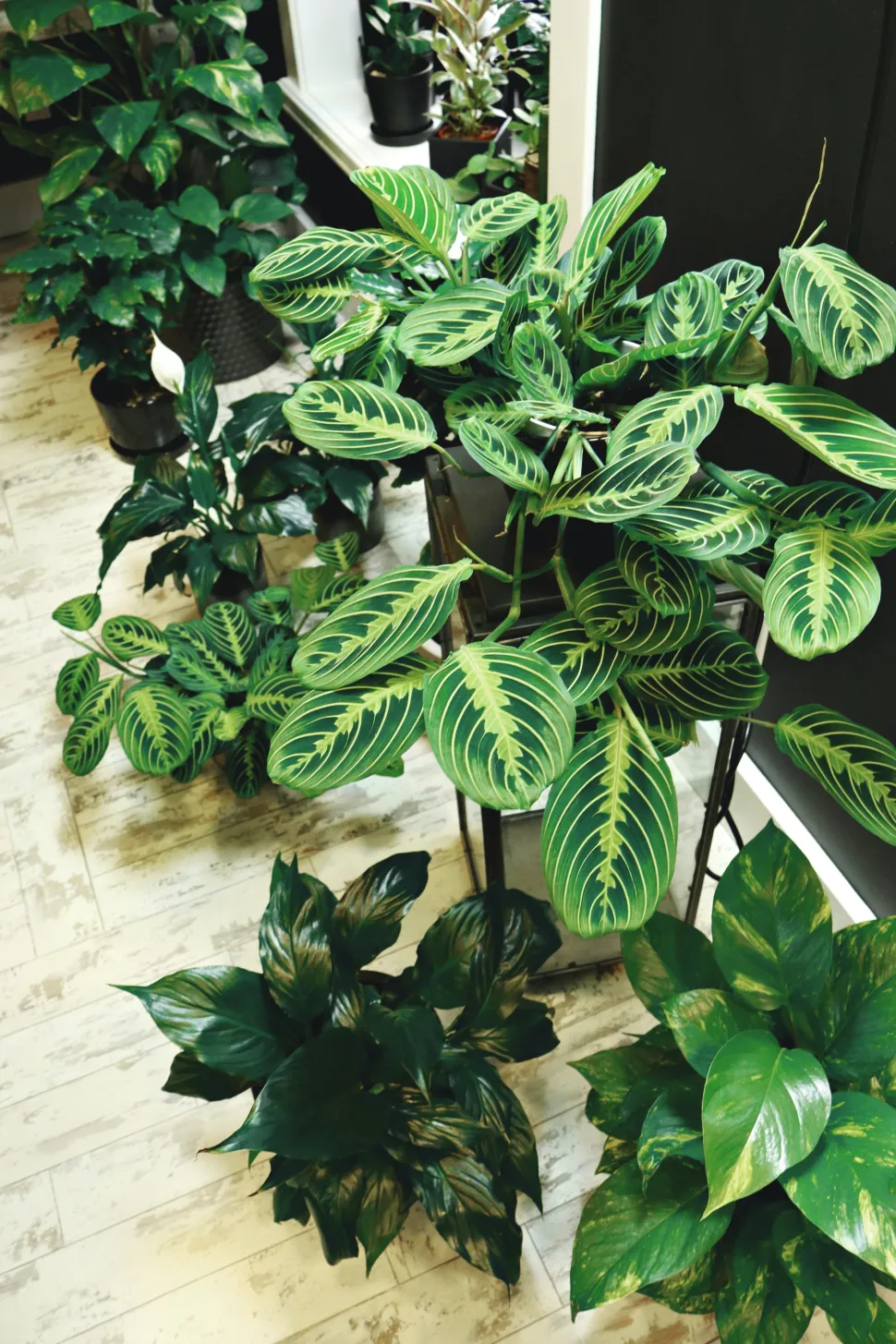Maranta citroenlimoen in een pot