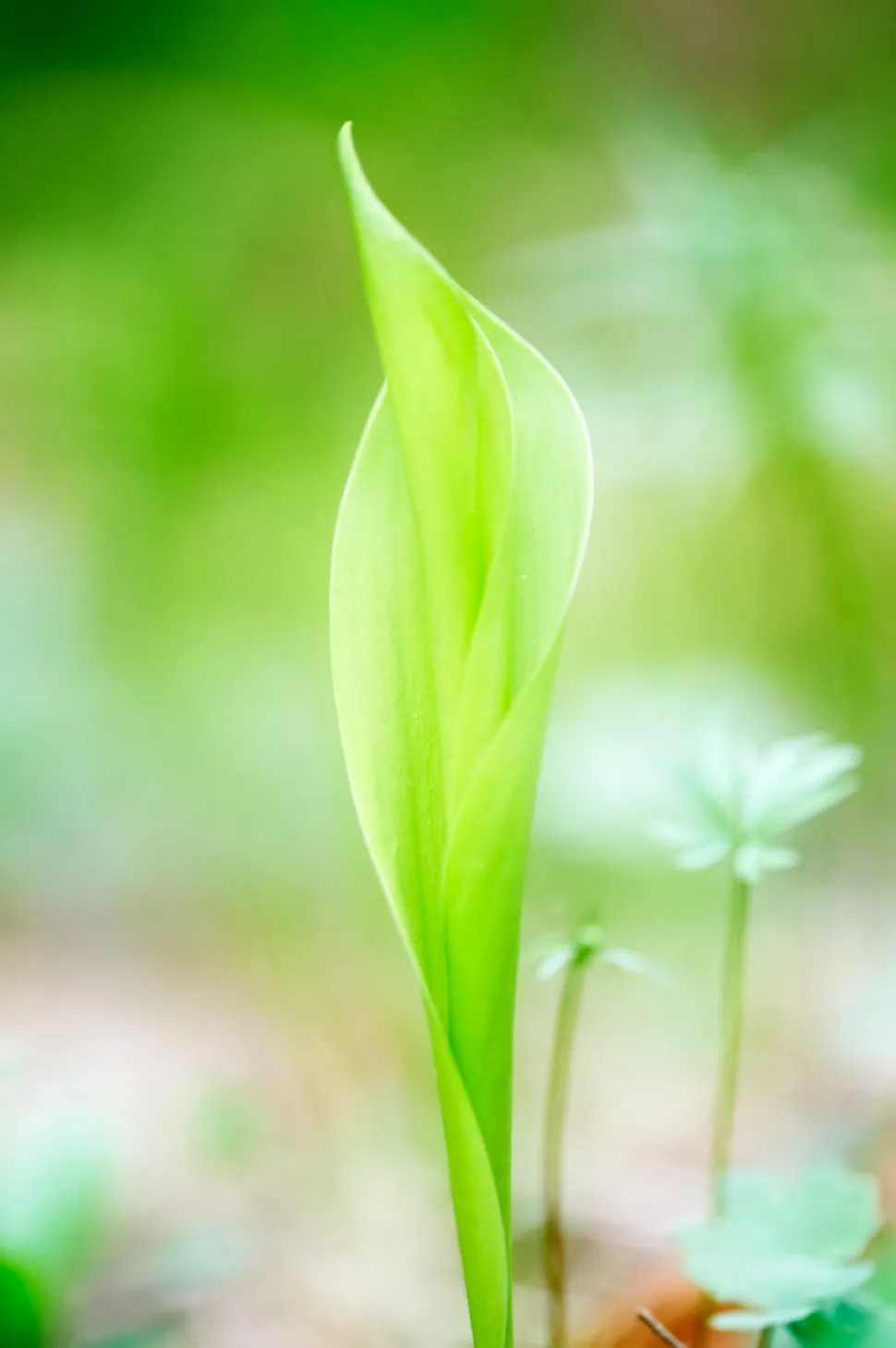 Majlilje Convallaria majalis