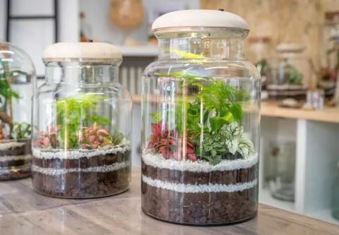 Deux terrariums fermés
