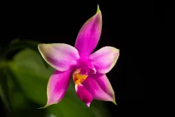 Flor de orquídea violeta Phalaenopsis violocea