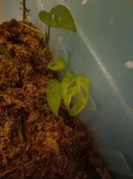 Monstera adansonii bevroren sproeten