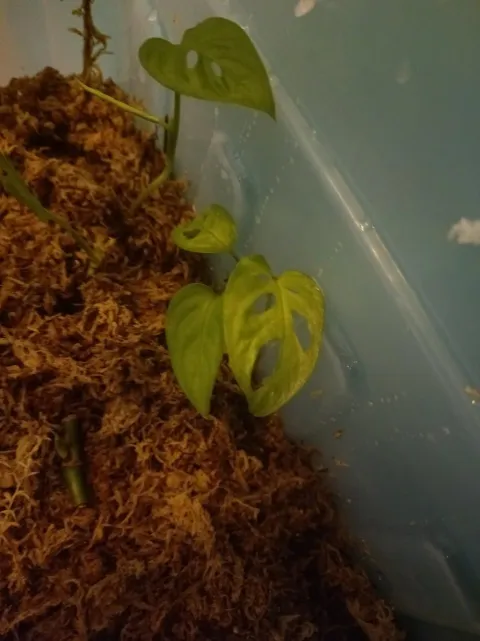 Monstera adansonii frozen freckles