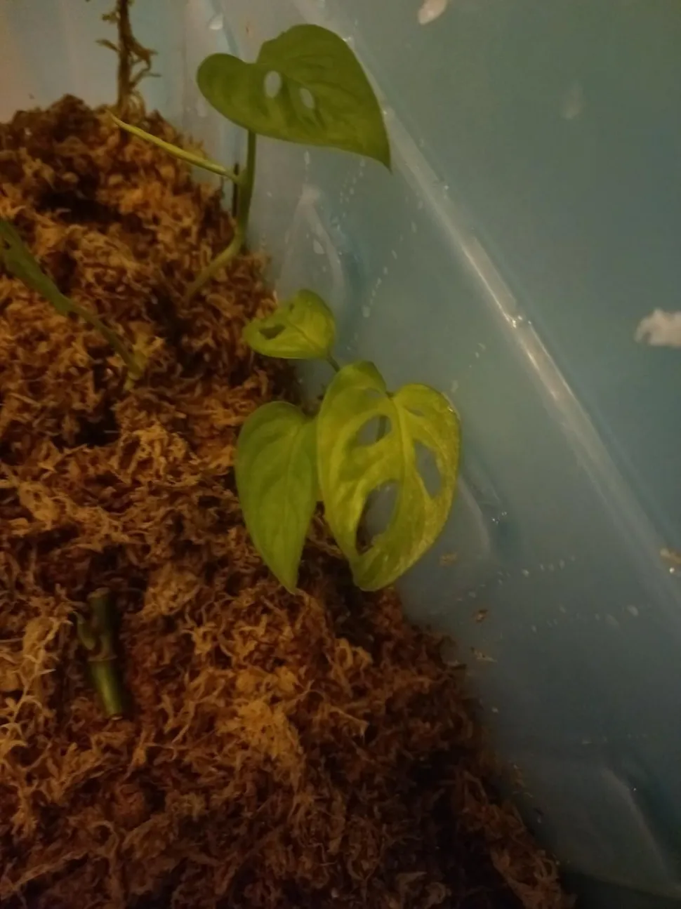 Steckling Monstera adansonii frozen freckles