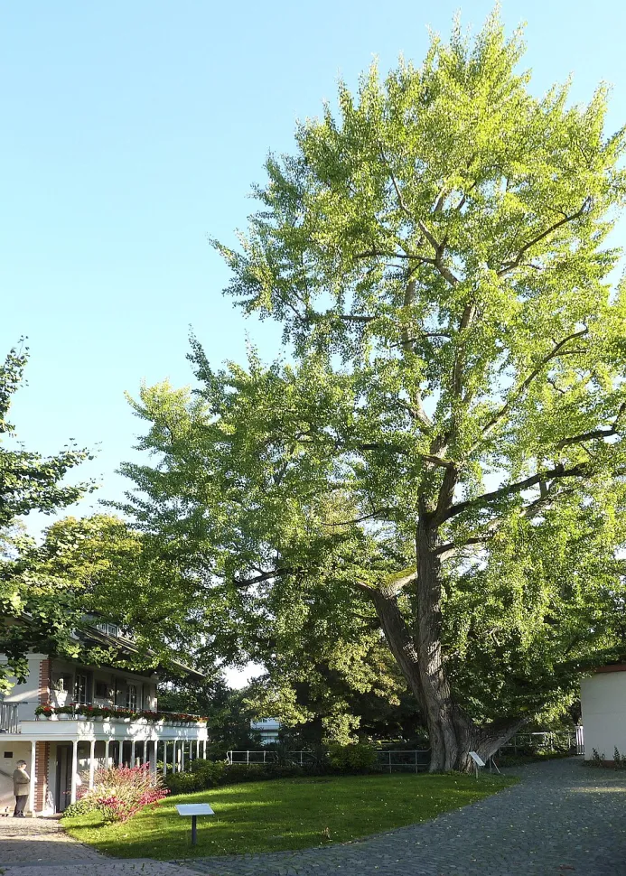 Ginkgo biloba in the ground