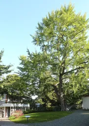 Ginkgo biloba no chão