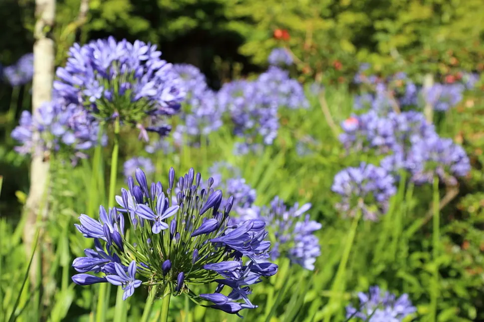 Blumendolden Agapanthus praecox