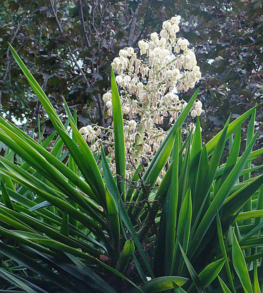 Bloemen van Yucca gigantea