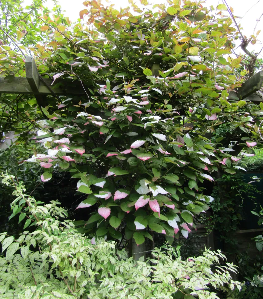 Kiwi de Actinidia kolomitkta