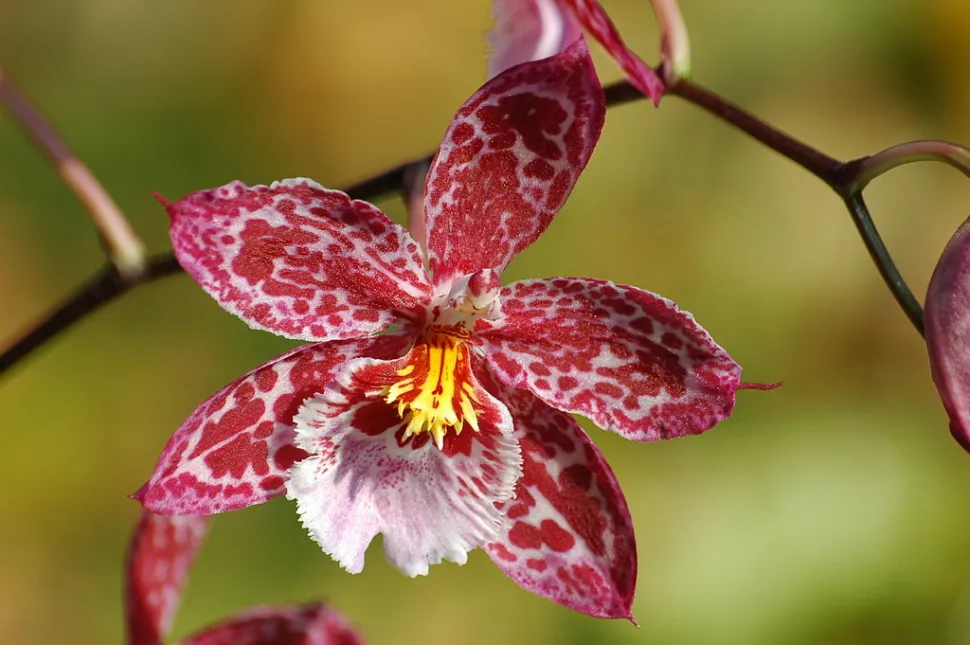 Cambria Vuylstekeara-orchidee met vlekken
