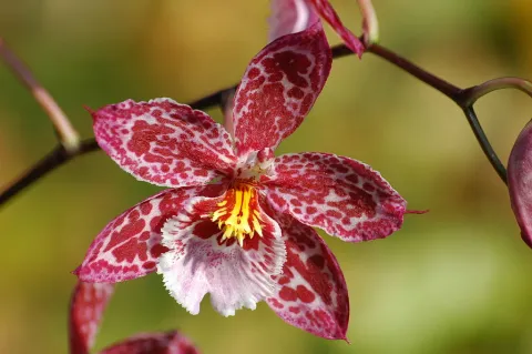 Orchidea maculata Cambria Vuylstekeara