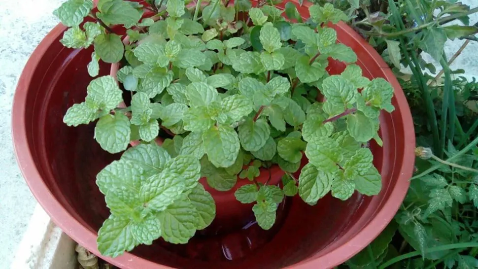 Spearmunt in een pot