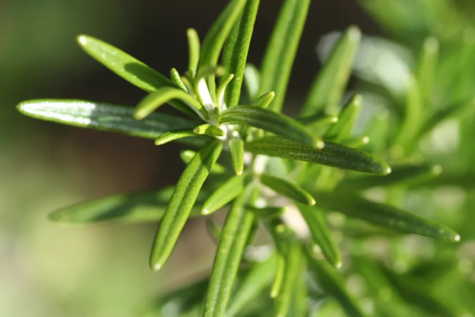 Romero planta verde