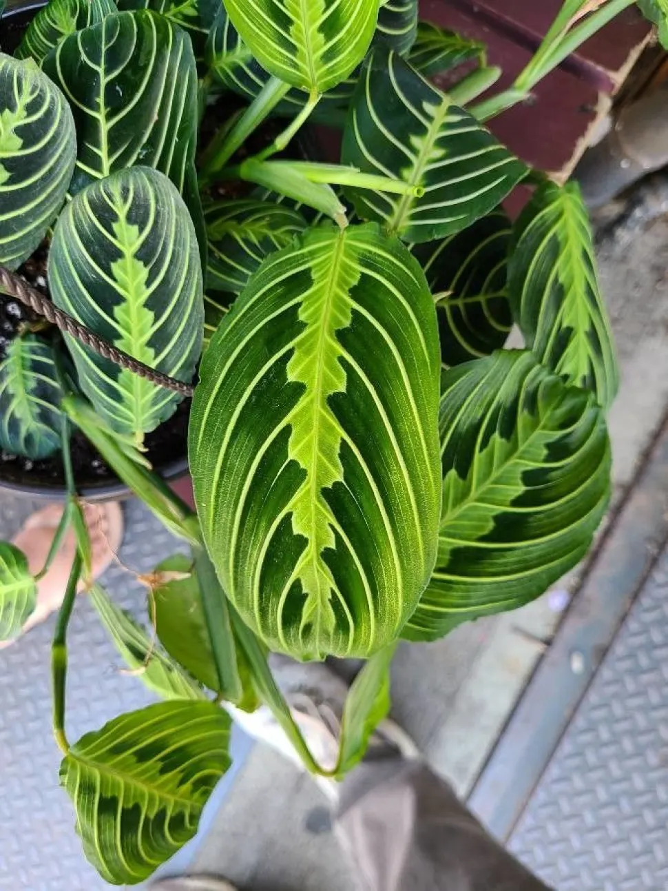 Groen blad met lichtgroene vlekken Maranta Lemon Lime