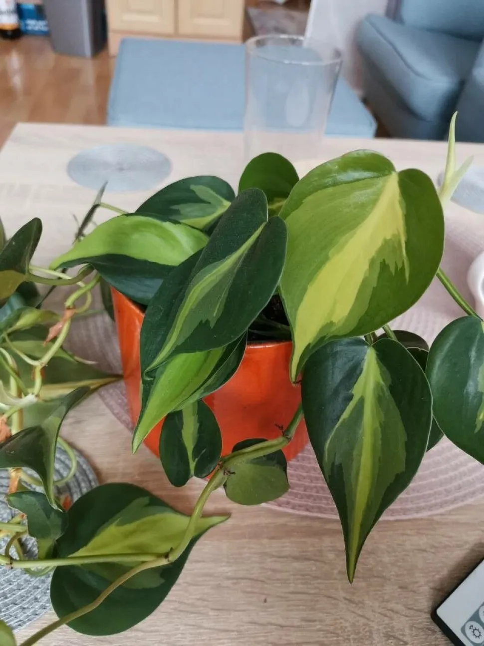 Grüne und gelbe herzförmige Blätter Philodendron Brasil