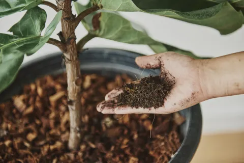 Indoor plant in potting soil