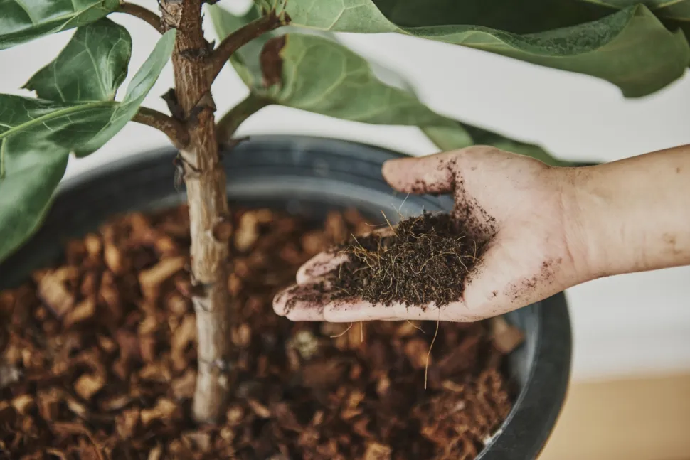 Planta de interior em solo de envasamento