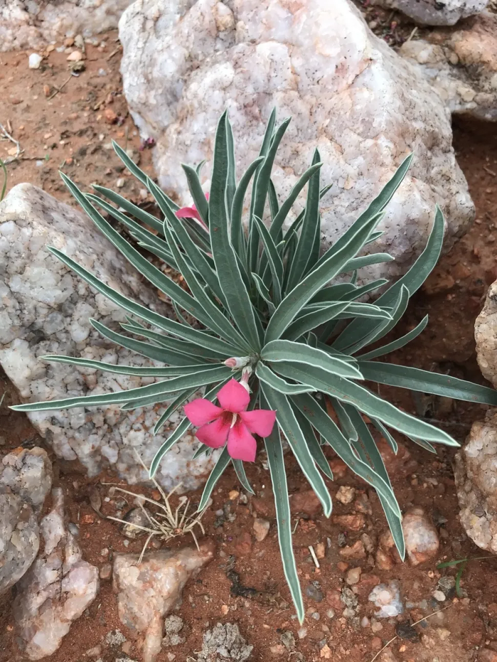 Adenium oleifolium en el suelo
