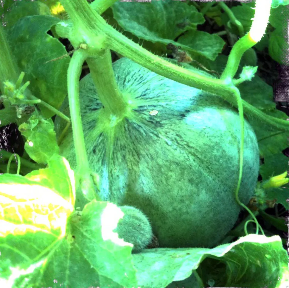 Unripe green Charentais melon