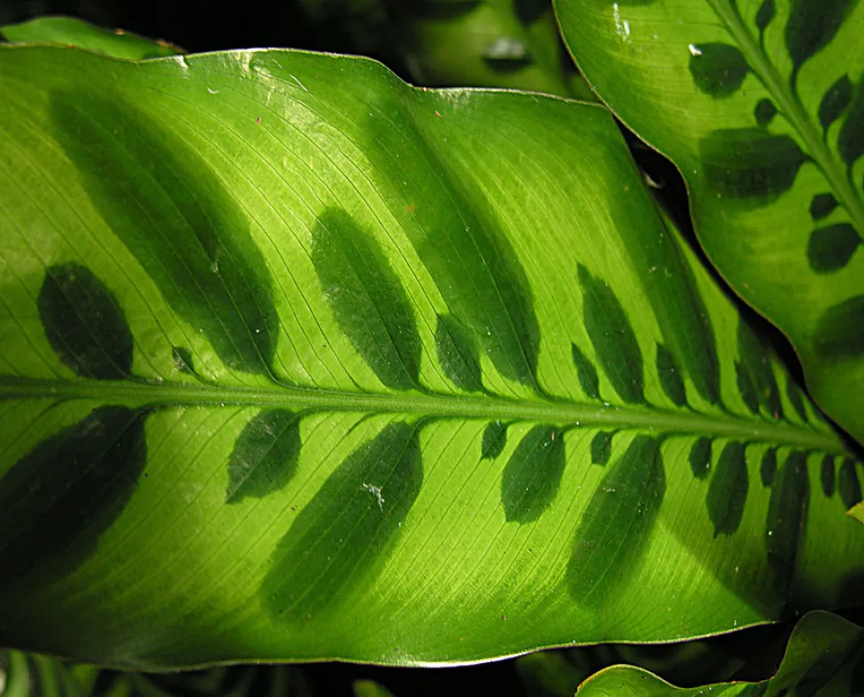 Primer plano de una hoja de Goeppertia lancifolia con manchas verdes