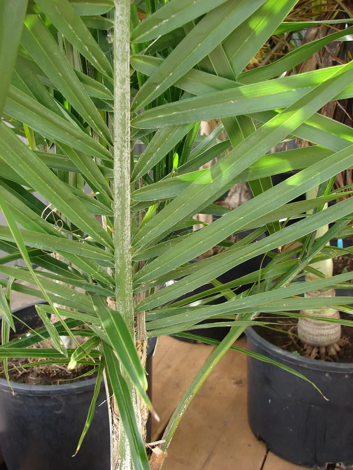 Syagrus romanzoffiana palms