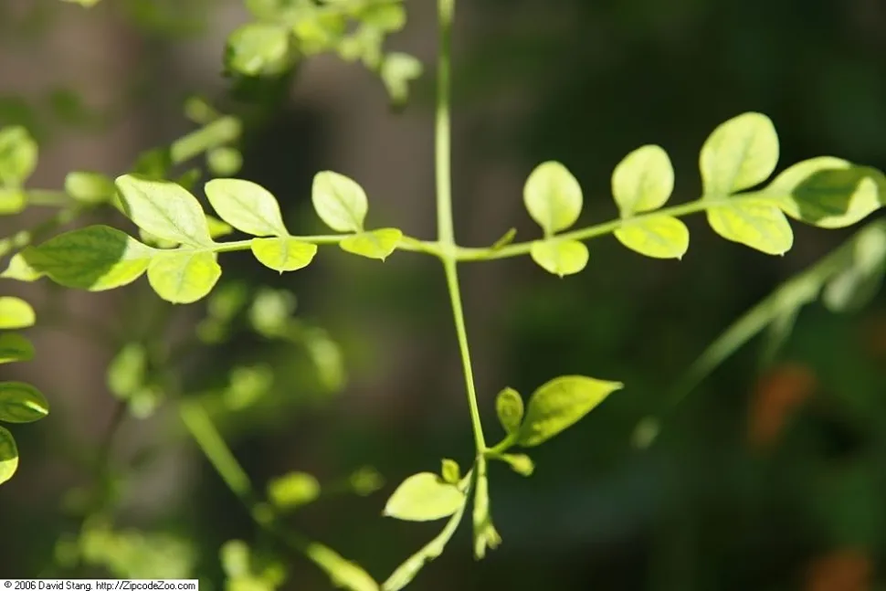 Jasmine leaf