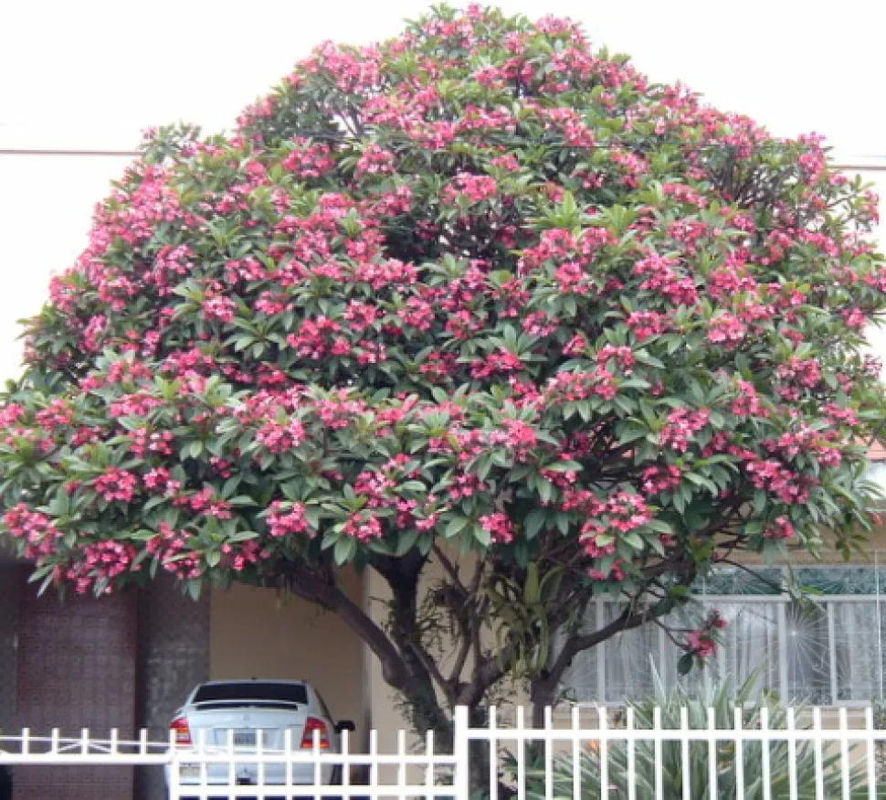 Albero di Plumeria rubra frangipani