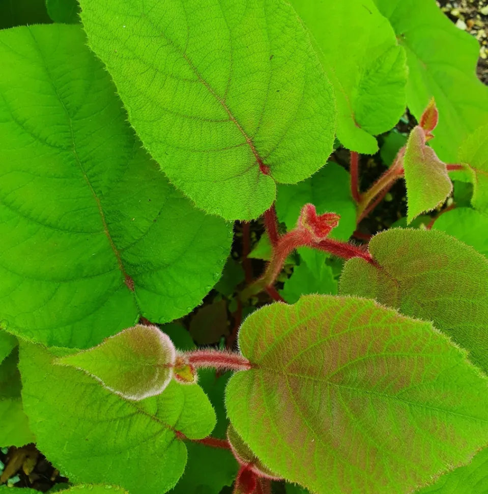 Bladeren van de kiwi (Actinidia chinensis)
