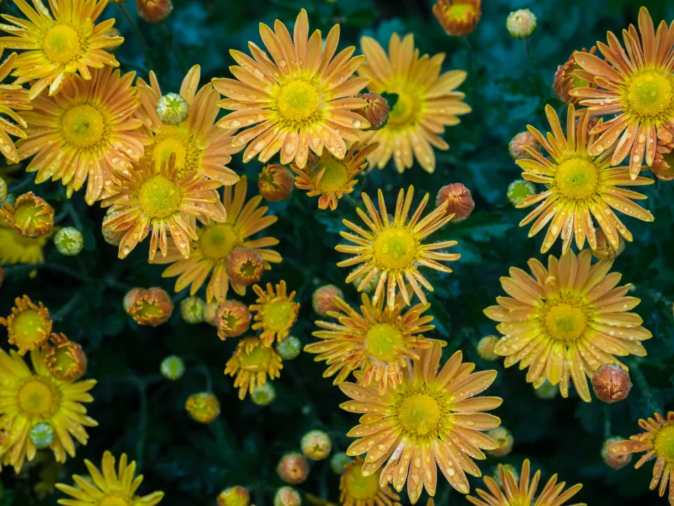 Chrysanthemum rubellum gelb