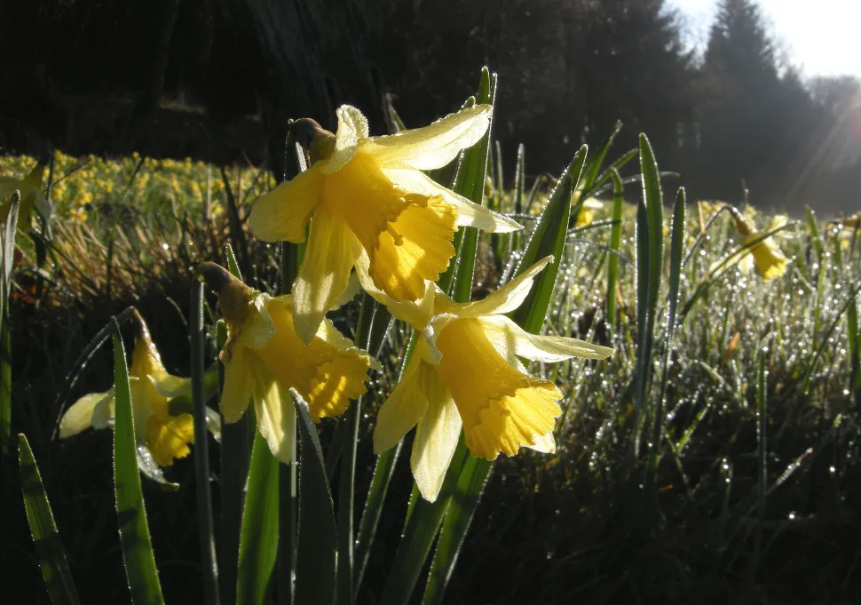 Narcisos amarelos no chão