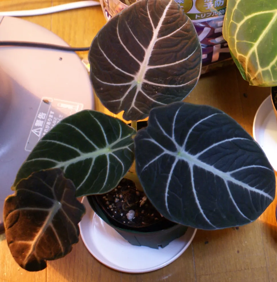 Alocasia reginula 'Black Velvet' in een pot