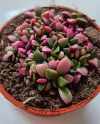 Anacampseros rufescens Solopgang i en potte
