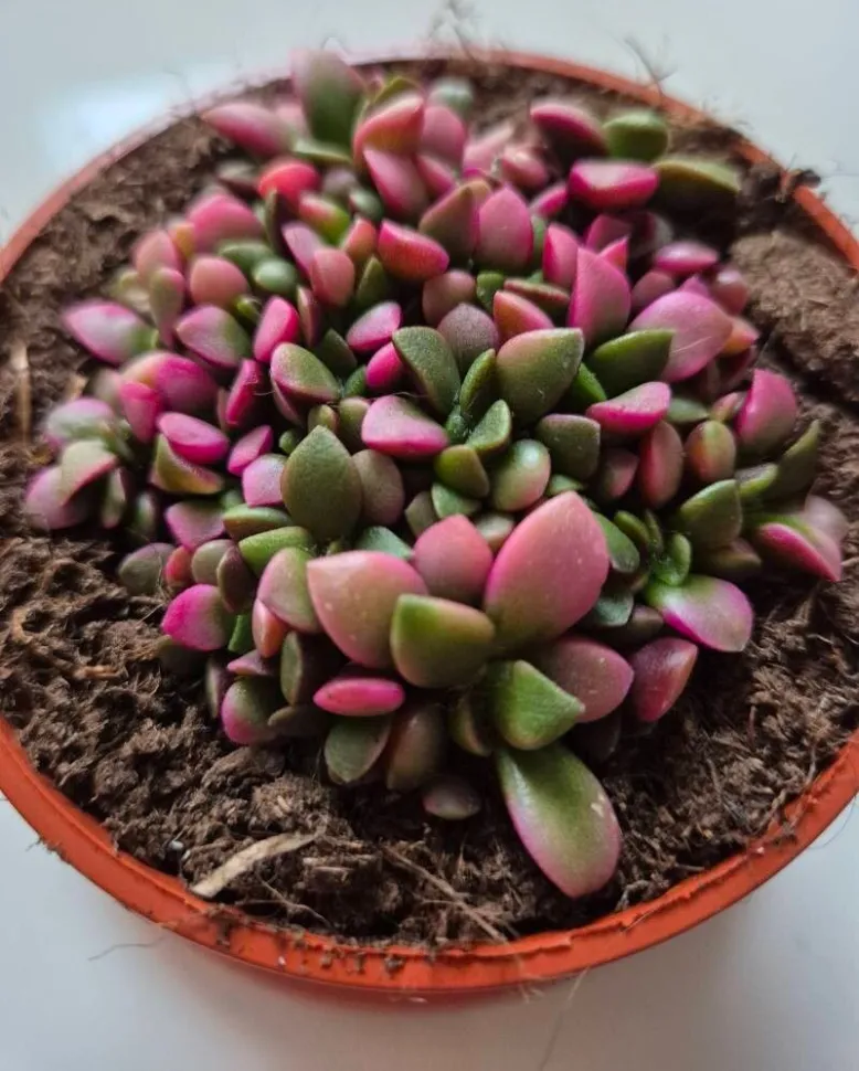 Anacampseros rufescens Sunrise in pot