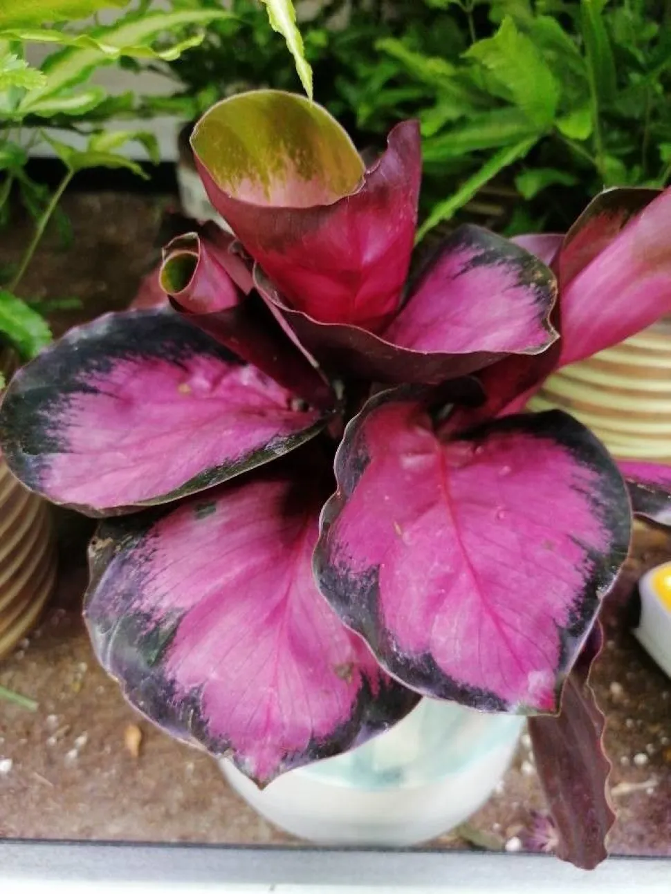 Goeppertia picturata rosa