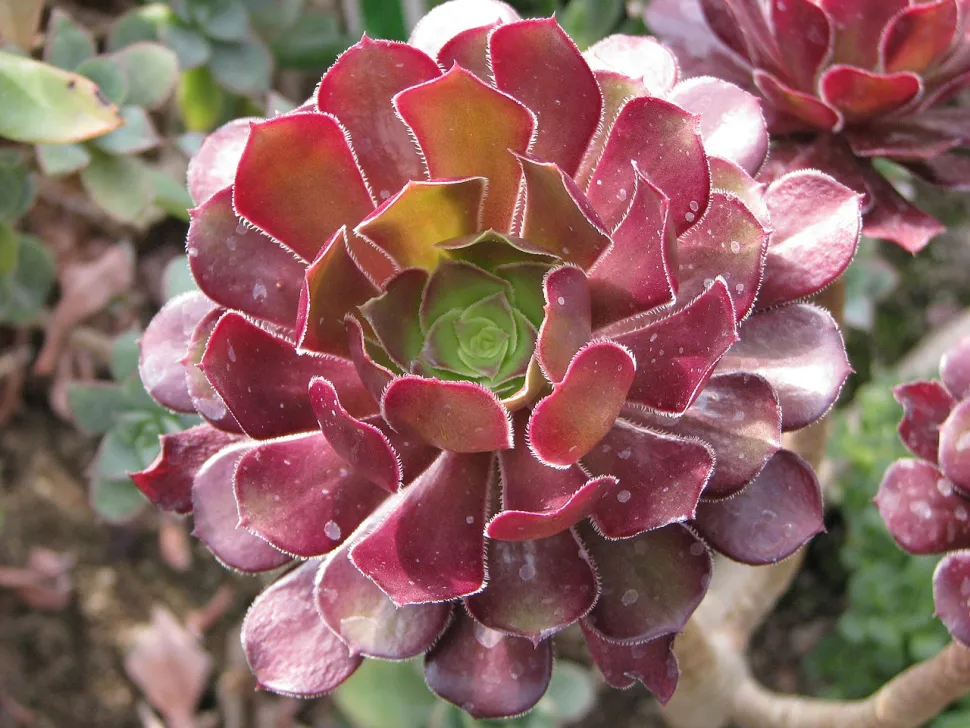 Aeonium arboreum met door de zon rood geworden bladeren