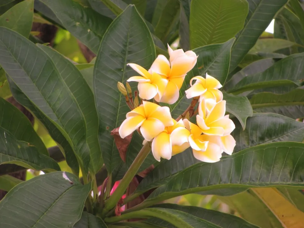 Fiori gialli Plumeria rubra Frangipani