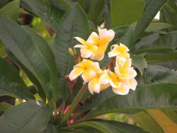 Yellow flowers Plumeria rubra Frangipani