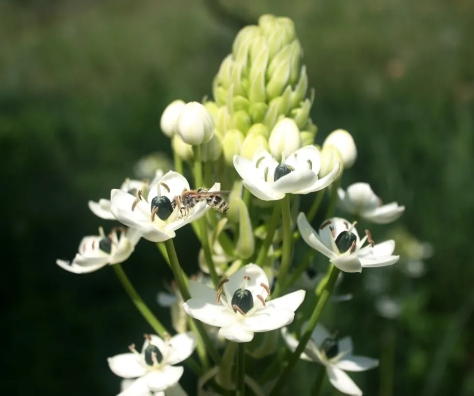 Infiorescenza Ornithogalum saundersiae