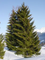 Picea abies in de grond