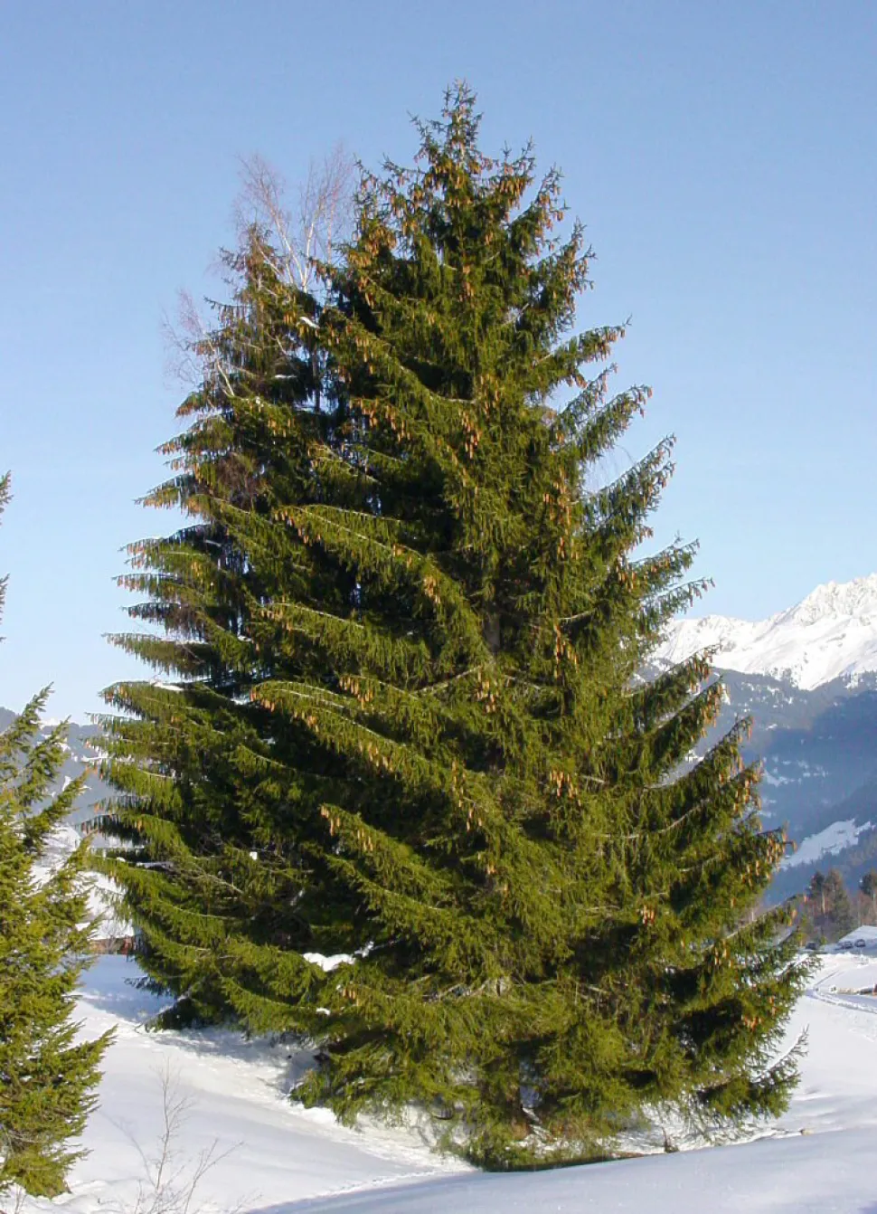 Picea abies no solo