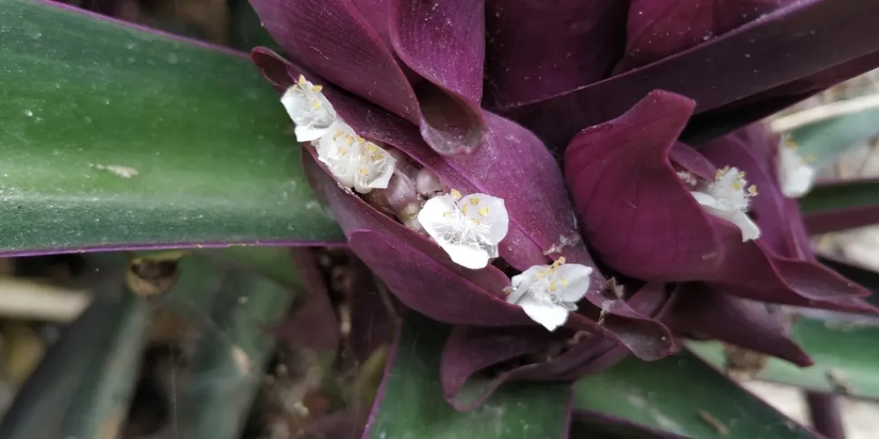 Fiori bianchi Tradescantia spathacea