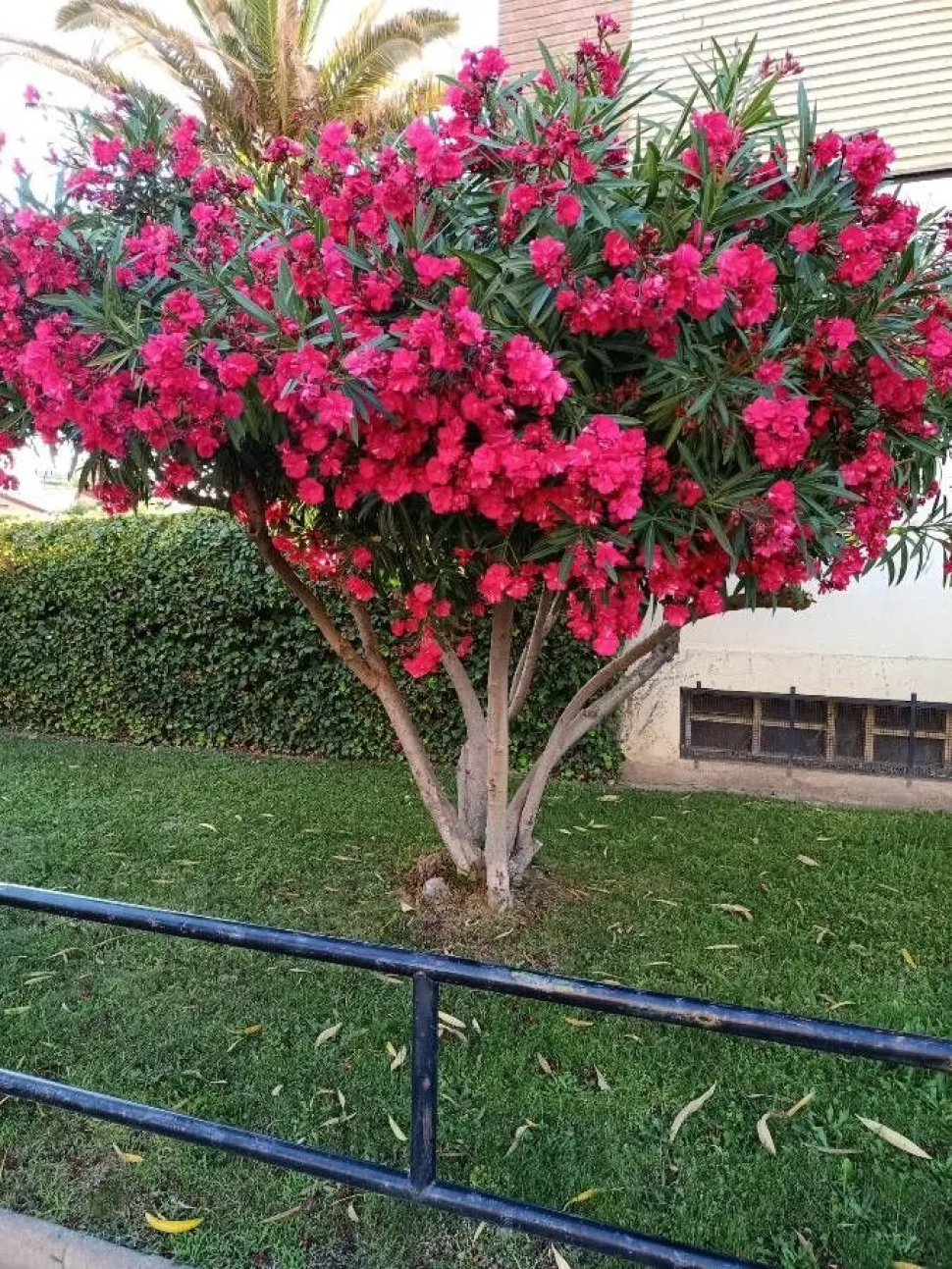 Oleander Riese der Schlachten, als Baum geschnitten