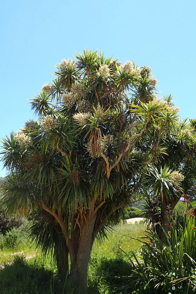Cordyline australis im Freiland