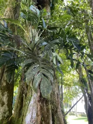 Folhas cortadas de Monstera pinnatipartita