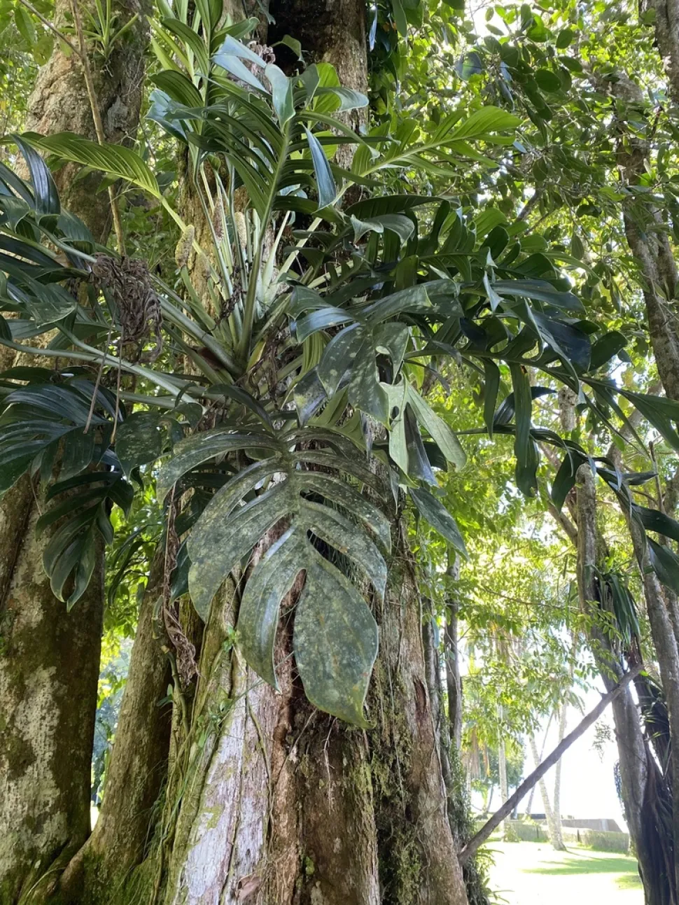Geschnittene Blätter Monstera pinnatipartita