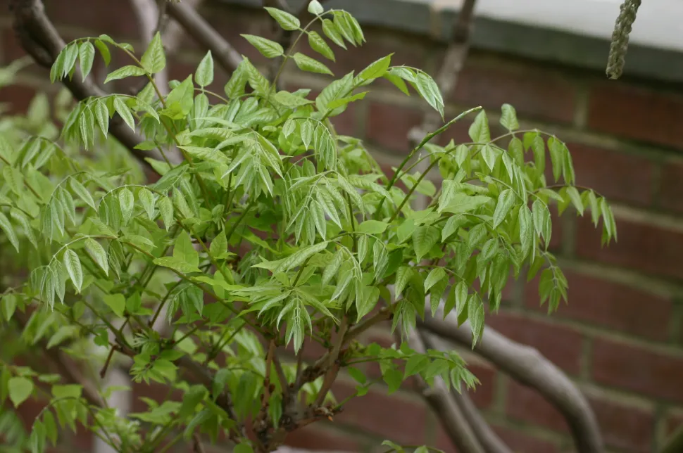 Japanese wisteria leaves