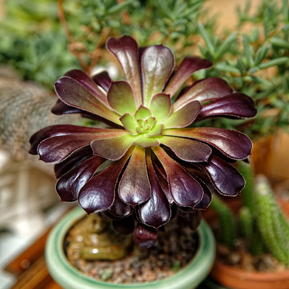 Aeonium Zwartkop in pot