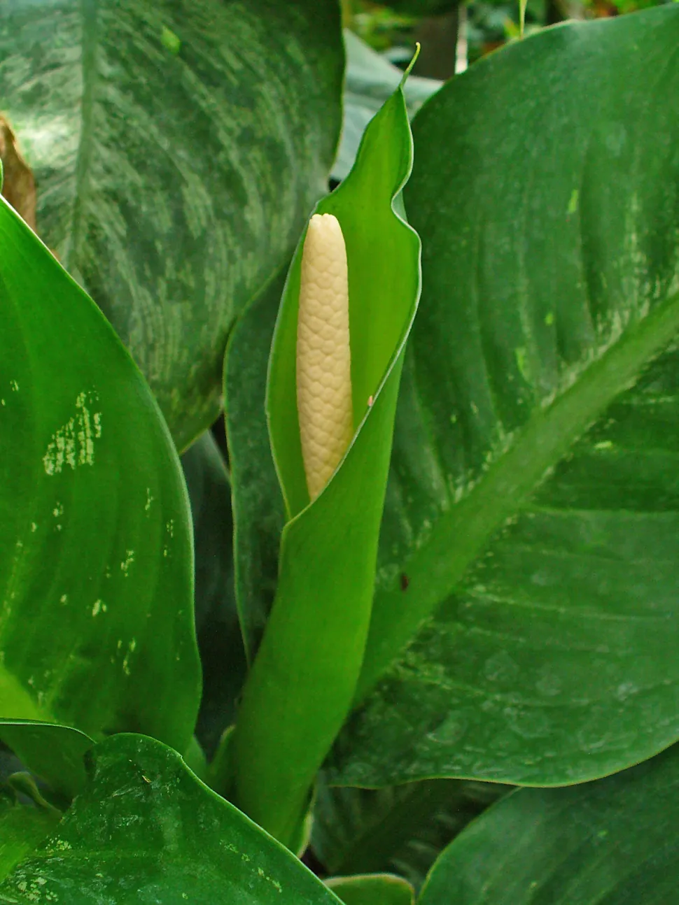 Blüte von Dieffenbachia seguine