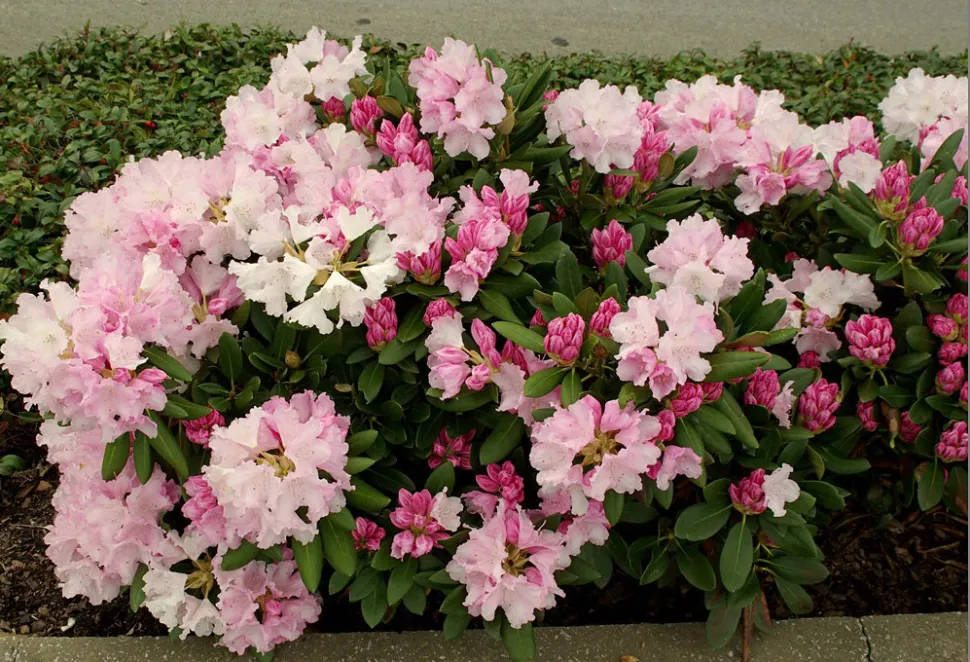 Flores cor-de-rosa Rhododendron yakushimanum